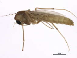 Image of Xenochironomus