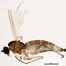 Image of Corynoptera subtrivialis (Pettey 1918)