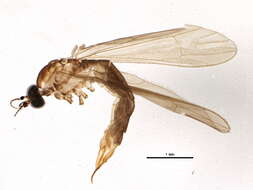 صورة Gonomyia