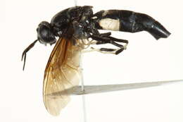 Image of Black Soldier Fly