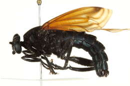 Image of mydas flies