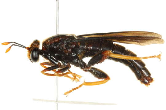 Image of mydas flies