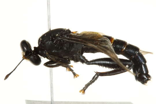 Image of mydas flies