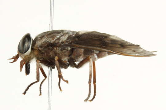 صورة <i>Tabanus mixus</i>