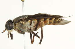 Image of Tabanus