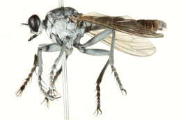 Image of Three-banded Robber Fly