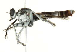 Image of Three-banded Robber Fly