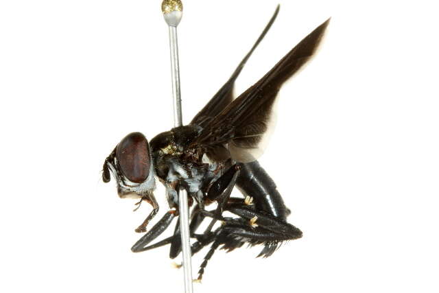 Image of Tachinid fly