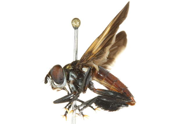 Image of Tachinid fly