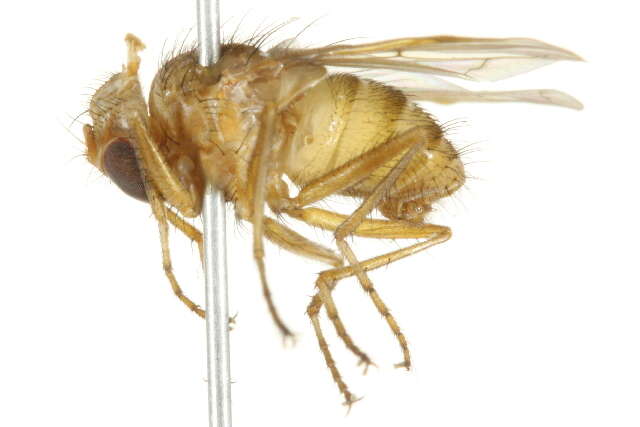 Image of Tachinid fly