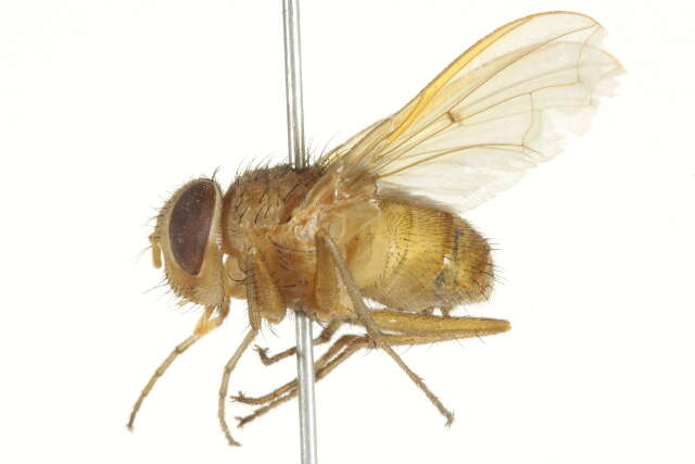 Image of Tachinid fly