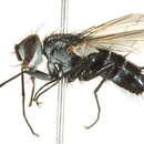 Image of Vanderwulpia sequens