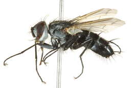 Image of Vanderwulpia sequens