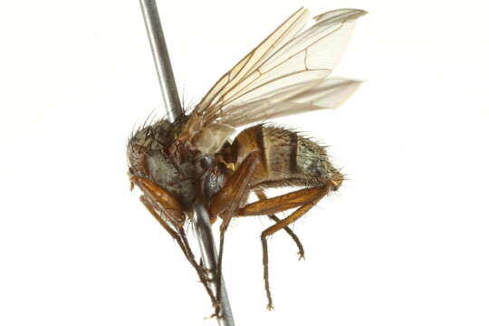 Image of <i>Zaira angustifrons</i>