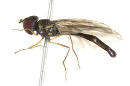 صورة Ocyptamus fuscipennis (Say 1823)