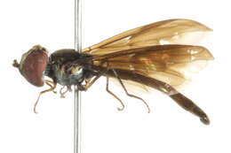 صورة Ocyptamus fuscipennis (Say 1823)