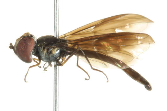 صورة Ocyptamus fuscipennis (Say 1823)