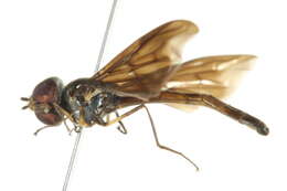 صورة Ocyptamus fuscipennis (Say 1823)