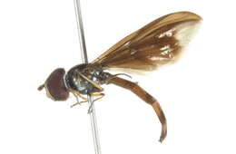 صورة Ocyptamus fuscipennis (Say 1823)