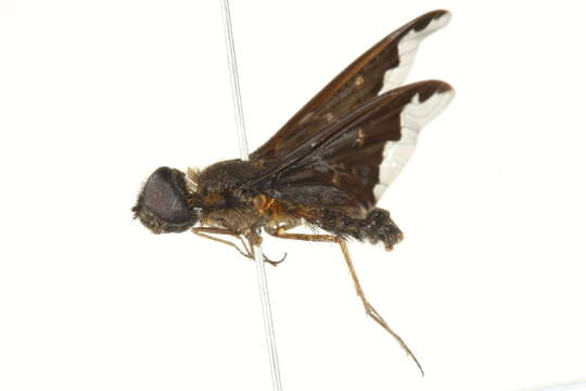 Image of Sinuous Bee Fly