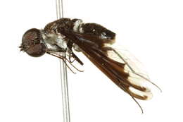 Image of Anthrax argyropygus Wiedemann 1828
