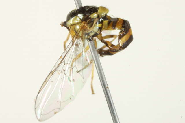 Image of Common Oblique Syrphid