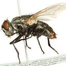 Image of Flesh fly