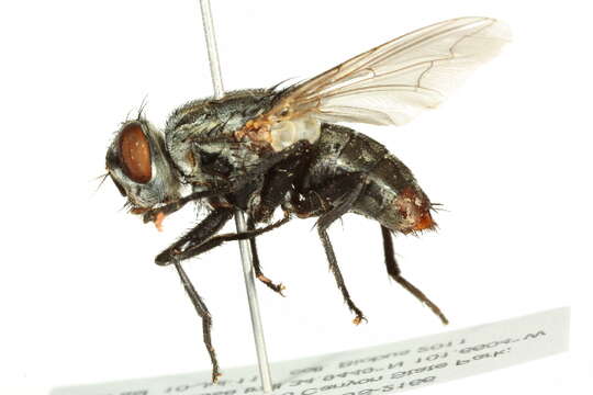 Image of Flesh fly