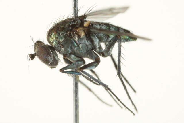 Image of Long-legged fly