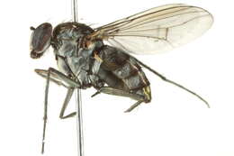 Image of Long-legged fly