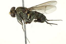 Image of Long-legged fly