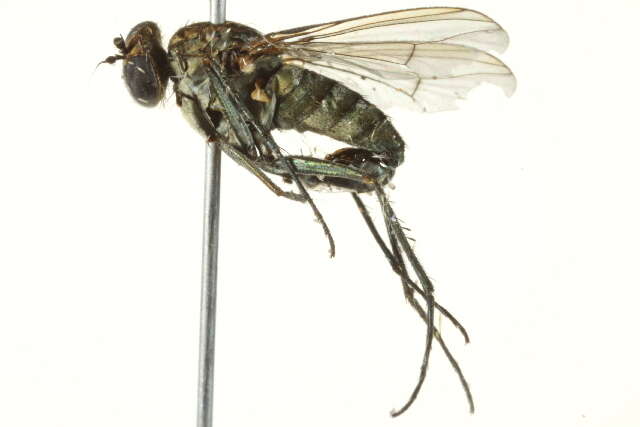 Image of Long-legged fly