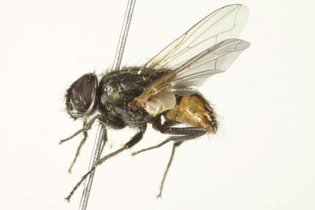 Image of house fly