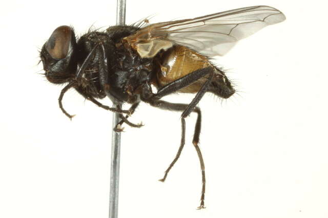 Image of house fly