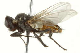 Image of house fly