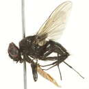 Image of House fly