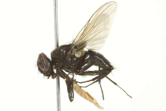 Image of House fly