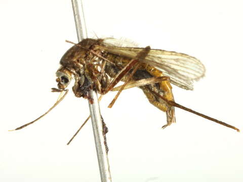 Sivun Aedes trivittatus (Coquillett 1902) kuva