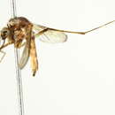 Sivun Aedes euplocamus Dyar & Knab 1906 kuva