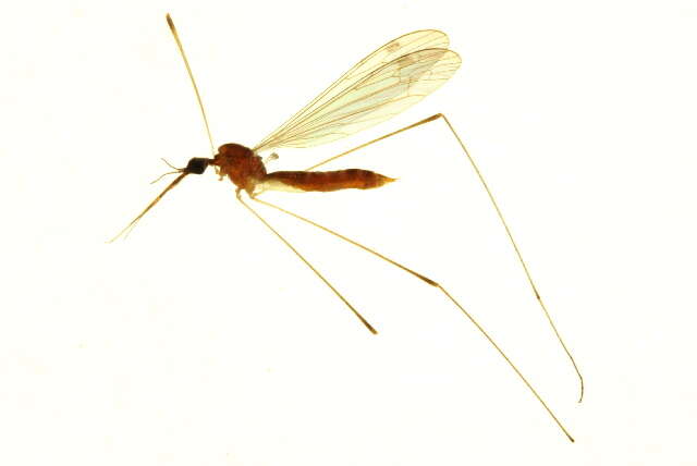 Image de Geranomyia