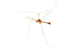 Image of Crane Flies