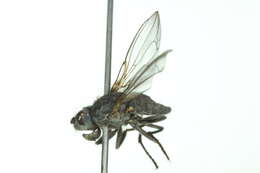 Image of Alkali Fly