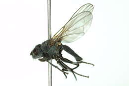 Image of Alkali Fly