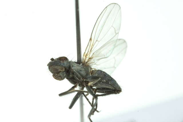 Image of Alkali Fly