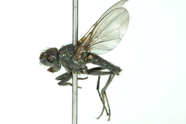 Image of Alkali Fly