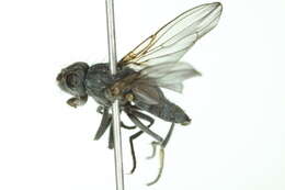 Image of Alkali Fly