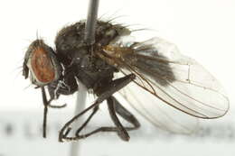 Image of Limnophora