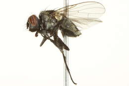 Image of Limnophora
