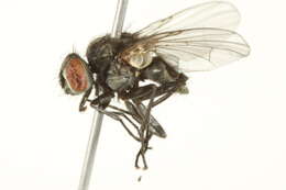 Image of Limnophora