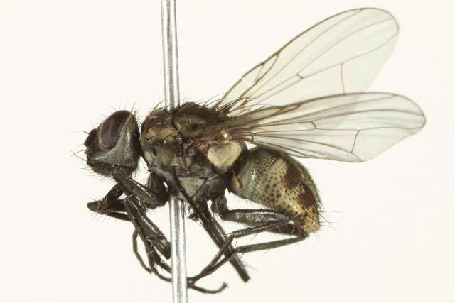 Image of Limnophora